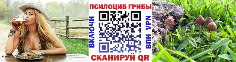 дарнет шоп  Мичуринск  Псилоцибиновые грибы мицелий 